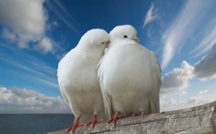Купити Картину Пара голубів (13792k) – Замовити під свій розмір